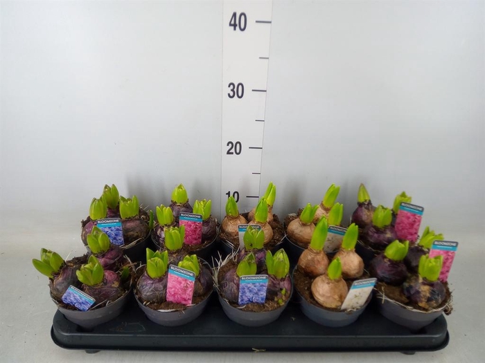 <h4>Hyacinthus orie.   ...mix 3</h4>