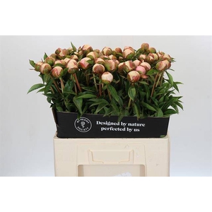 Paeonia angel cheeks