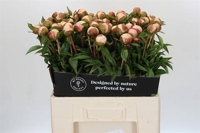<h4>Paeonia angel cheeks</h4>