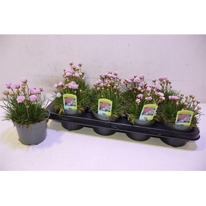 arr8 Arme Mar Laucheana