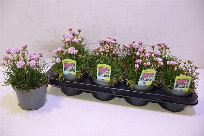 <h4>arr8 Arme Mar Laucheana</h4>