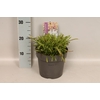 vaste planten 19 cm  Lychnis Snow Cloud