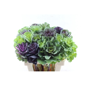 Brassica Gemengd