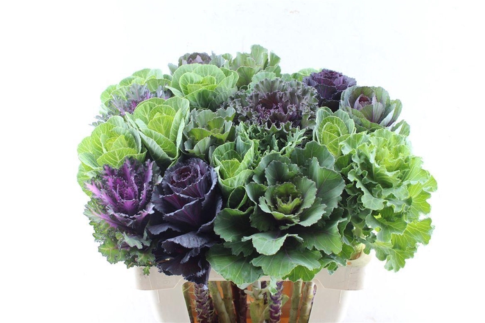 <h4>Brassica Gemengd</h4>