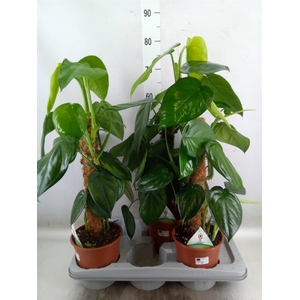Syngonium   ...