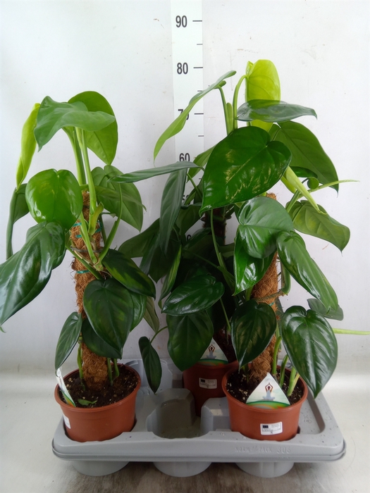 <h4>Syngonium   ...</h4>