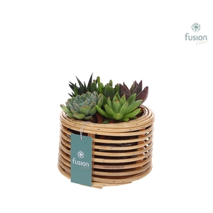 Mand rattan spiraal Hori naturel met Succulent