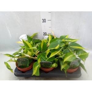 Philodendron scand. 'Brasil'