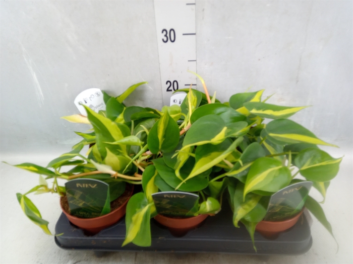 <h4>Philodendron scand. 'Brasil'</h4>