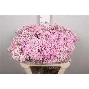 Gyps Overtime Light Pink (box)