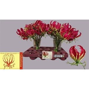 Gloriosa Rothschild