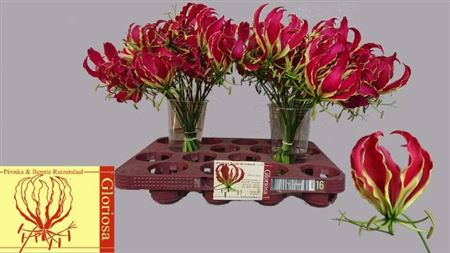 <h4>Gloriosa Rothschild</h4>