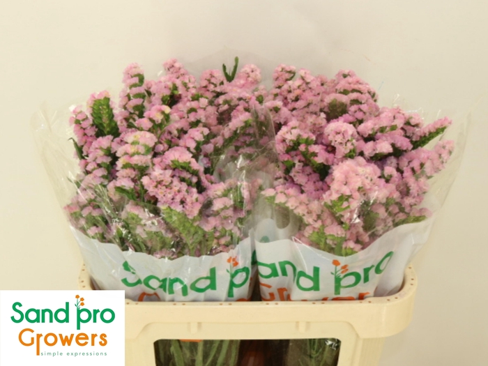 <h4>LIM S LUCIA PINK</h4>