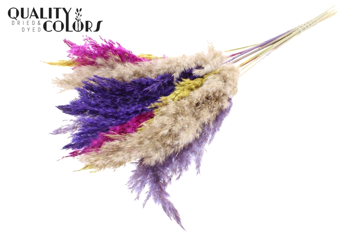 <h4>Pampas Grass 70cm 10st/bunch Colourful 11</h4>