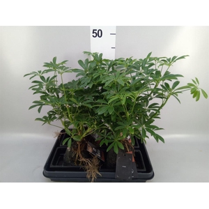 Arr.   Kamerplant Groen H%