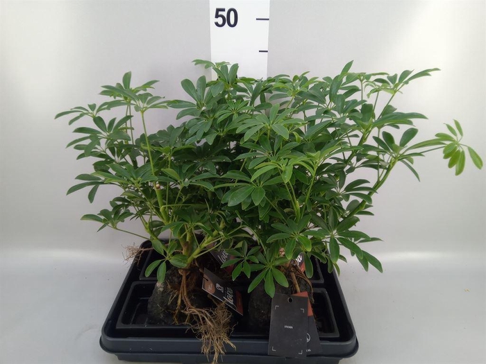 <h4>Arr.   Kamerplant Groen H%</h4>