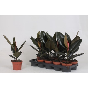 Ficus elastica Abidjan 12Ø 40cm 1pp