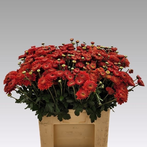 <h4>CHR TBU BLENDA RED</h4>