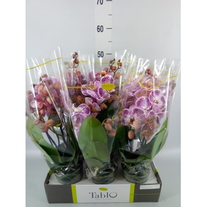 Phalaenopsis   ...rose