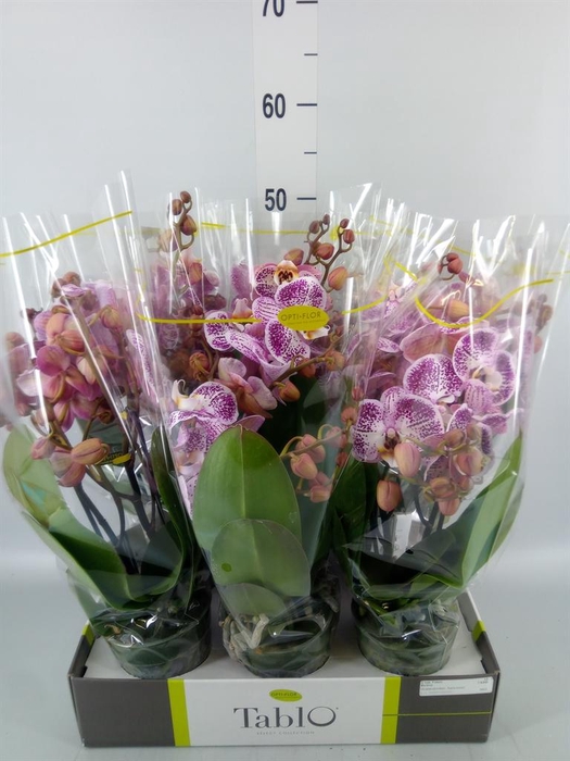 <h4>Phalaenopsis   ...rose</h4>