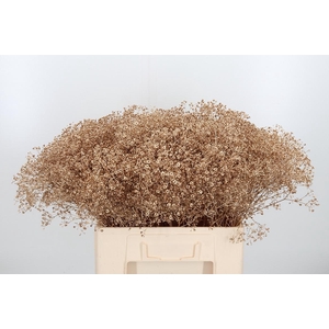 Gyps Kl Bh Antiek Goud