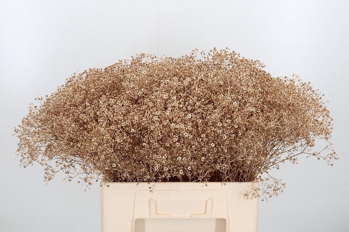 <h4>Gyps Kl Bh Antiek Goud</h4>