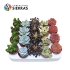 Sierra's® - Sevilla Succulent Mix (Deluxe)