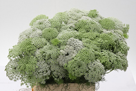 Ammi Visnaga