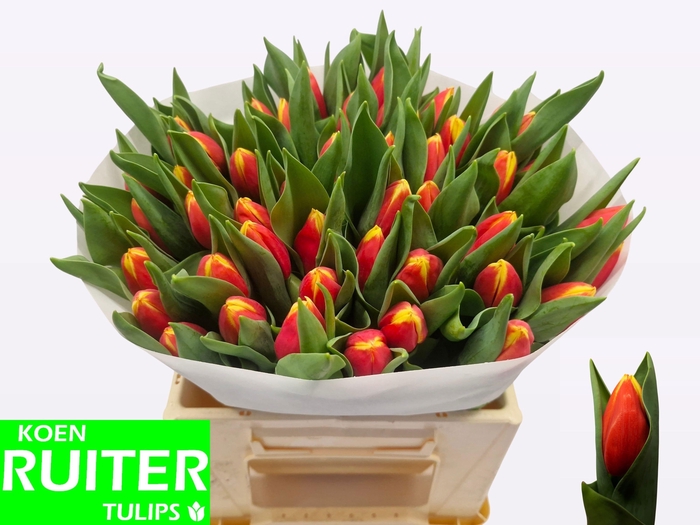 <h4>TU EN RUSSIA</h4>