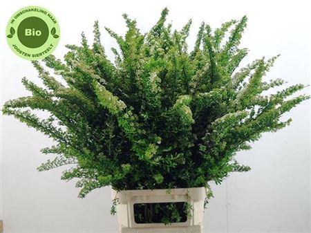 <h4>Spiraea Nip Snowmound</h4>
