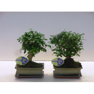 Carmona macrophylla, 20cm., broom, with drip tray