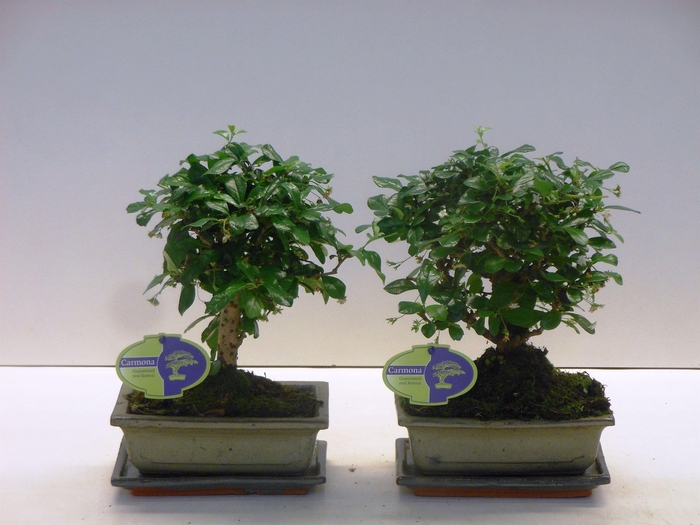 <h4>Carmona macrophylla, 20cm., broom, with drip tray</h4>