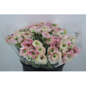 Ran Cloni Sup Felicidade