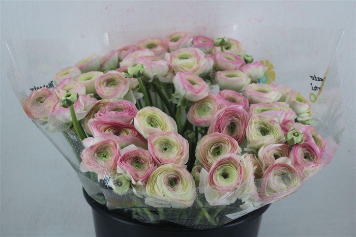 <h4>Ran Cloni Sup Felicidade</h4>