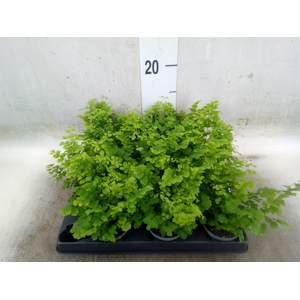 Adiantum raddi. 'Fritz-Luthi'