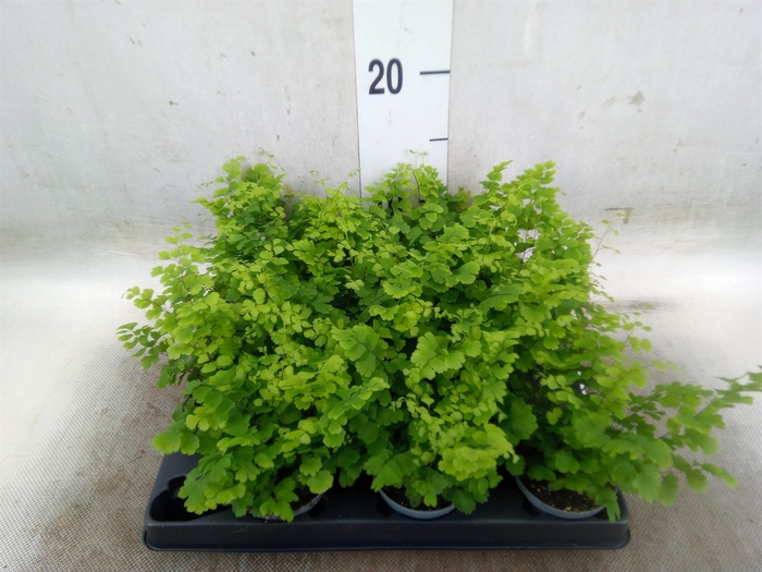 <h4>Adiantum raddi. 'Fritz-Luthi'</h4>