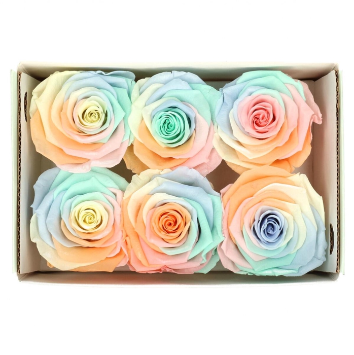 <h4>Preserved Rose 6cm</h4>