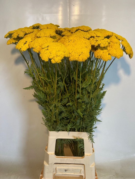 <h4>ACHIL F PARK VARIETY</h4>