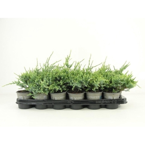 Juniperus squamata Holger