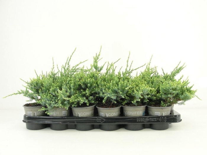 <h4>Juniperus squamata Holger</h4>