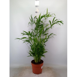 Chamaedorea cataractarum