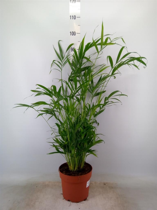 <h4>Chamaedorea cataractarum</h4>