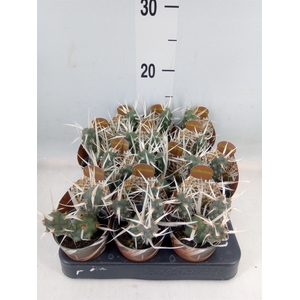 Tephrocactus articulatus