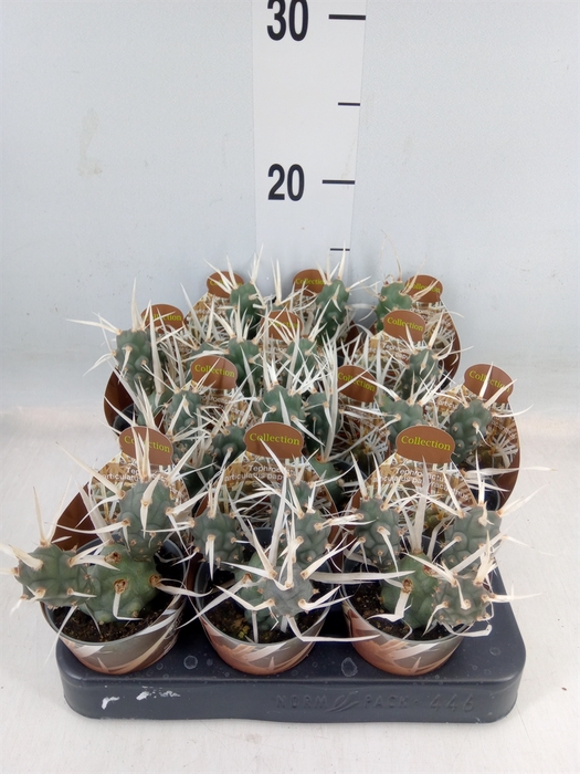 <h4>Tephrocactus articulatus</h4>