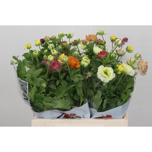 Ranunculus Butterfly Rainbow