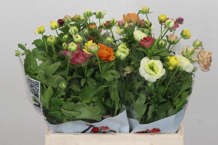 <h4>Ranunculus Butterfly Rainbow</h4>