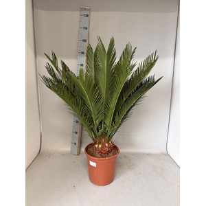 CYCAS REVOLUTA