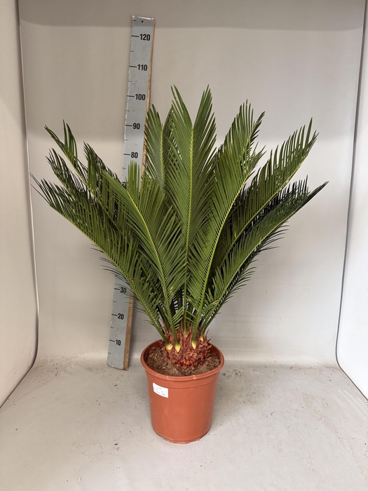 <h4>CYCAS REVOLUTA</h4>