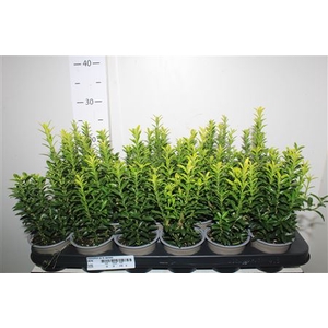 Euonymus Ja M Aureov