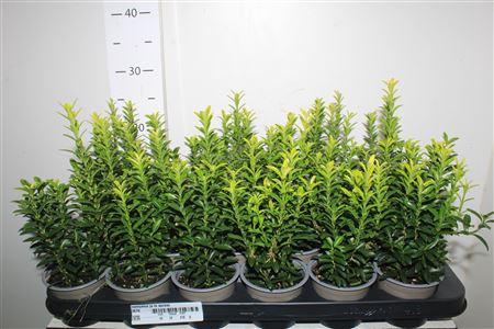 <h4>Euonymus Ja M Aureov</h4>